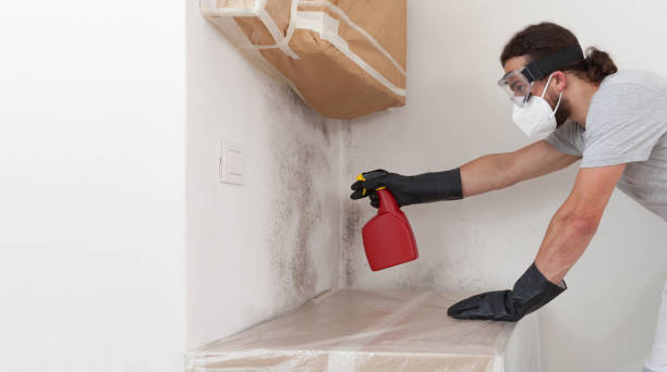 Professional Black Mold Remediation technician working in Lindenhurst, IL