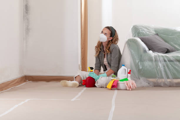 Reliable Black Mold Remediation contractor in Lindenhurst, IL by Car Mold Remediation