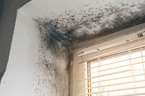 Affordable Black Mold Remediation solutions in Lindenhurst, IL